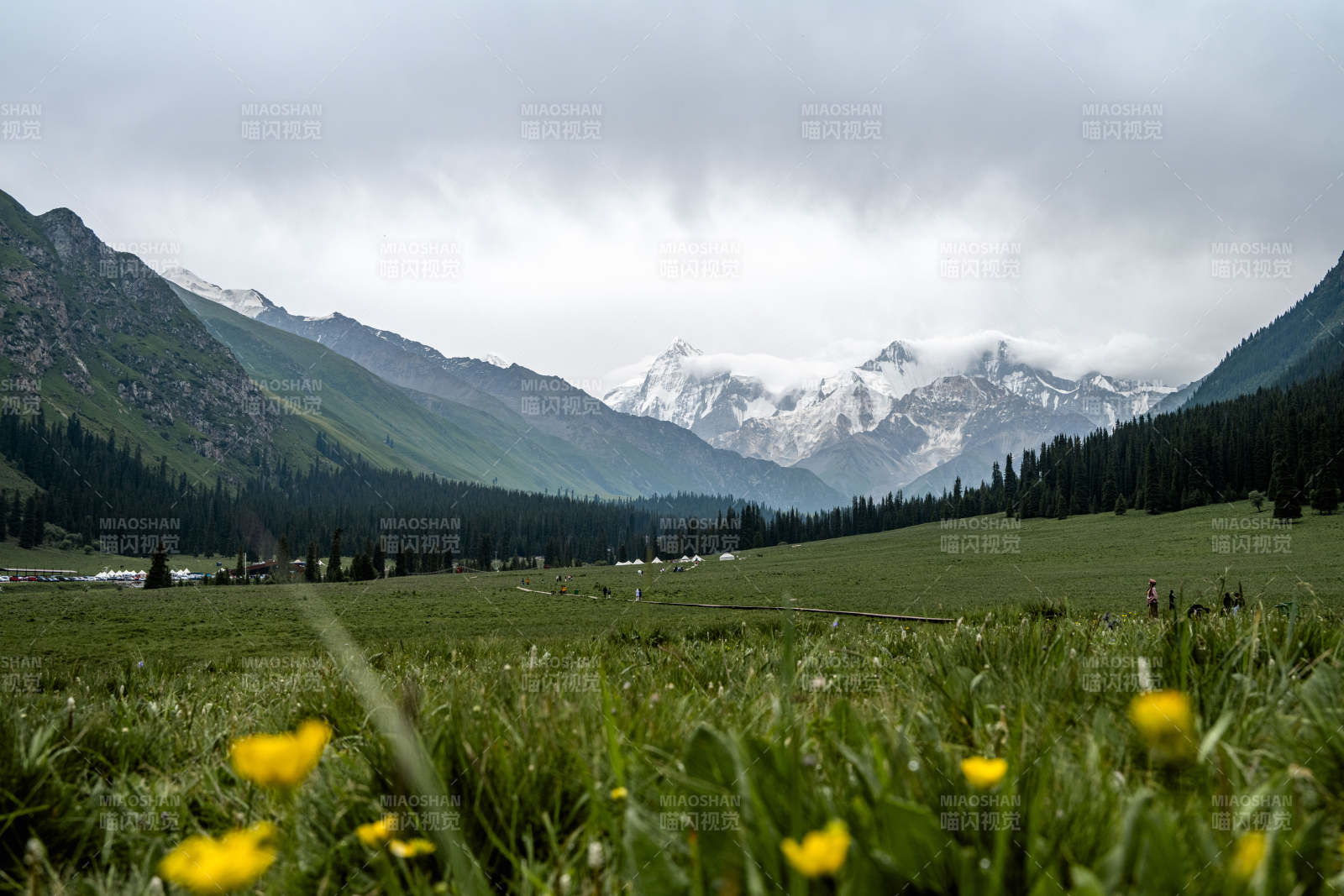 雪山草原黄花图片