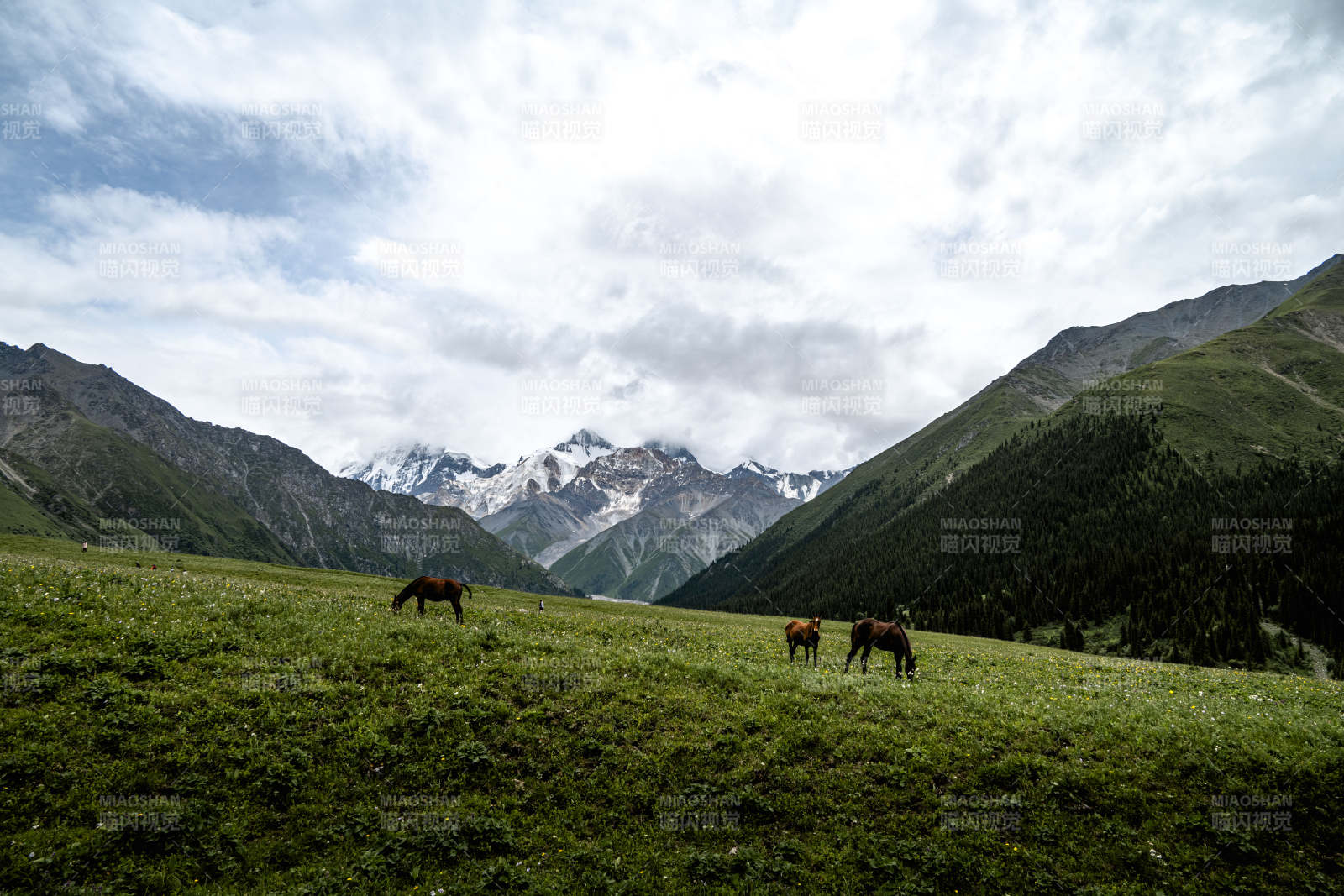 雪山草原马群图片