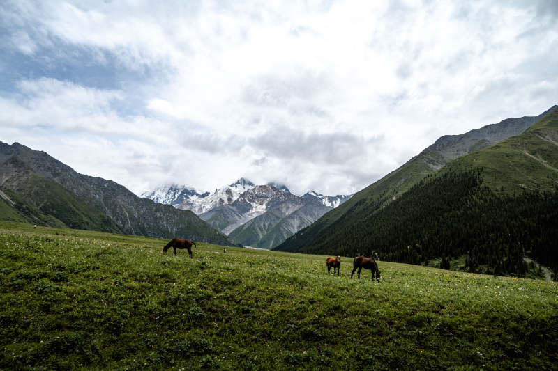 雪山草原马群图片