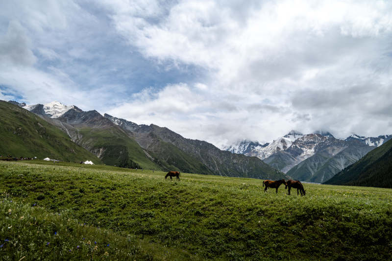 雪山下的草原马群图片