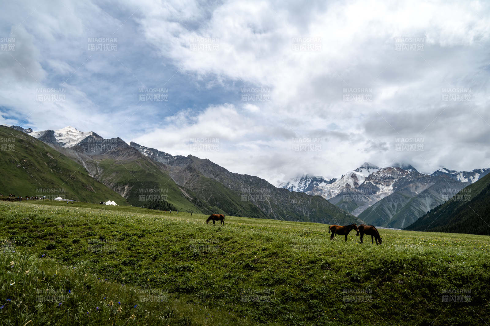 雪山下的草原马群图片