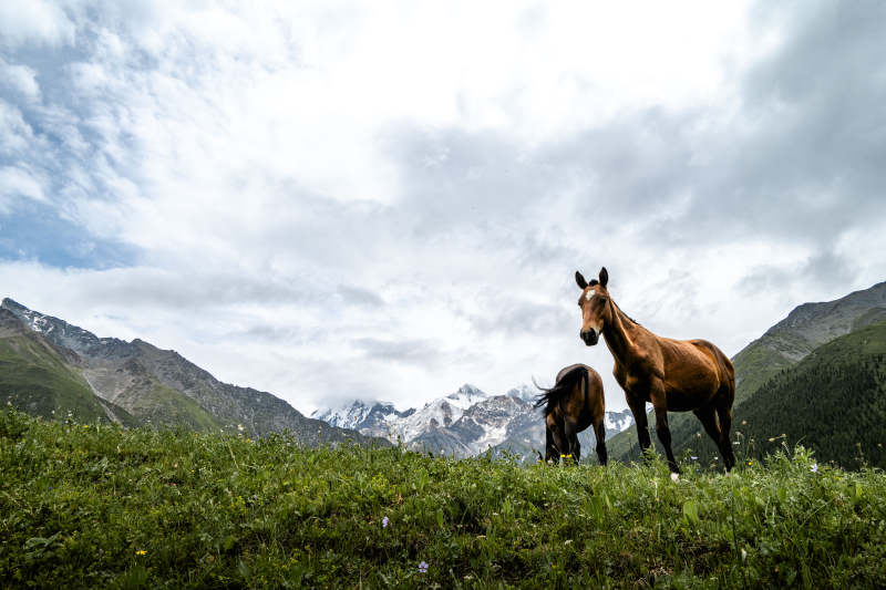 高山草甸双马图图片