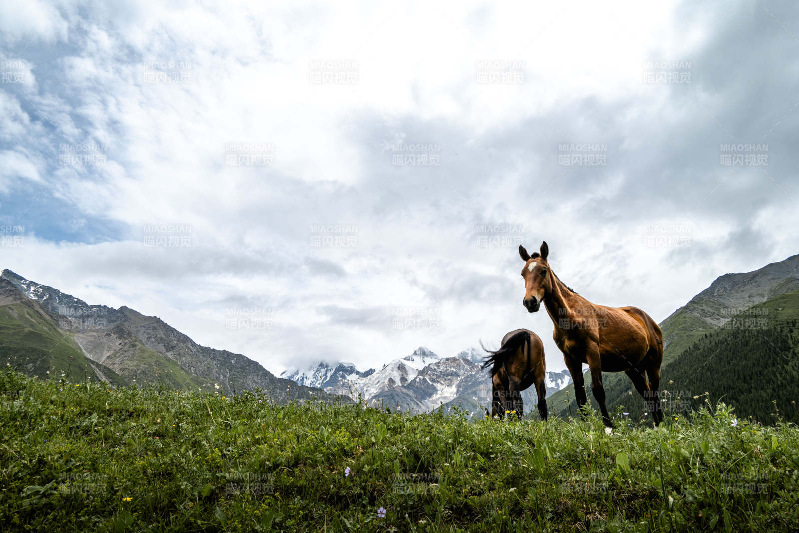 高山草甸双马图图片