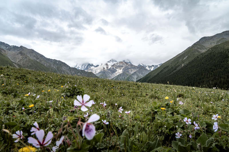 高山花海云雾缭绕图片