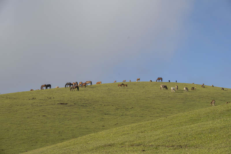 草原上的马群图片