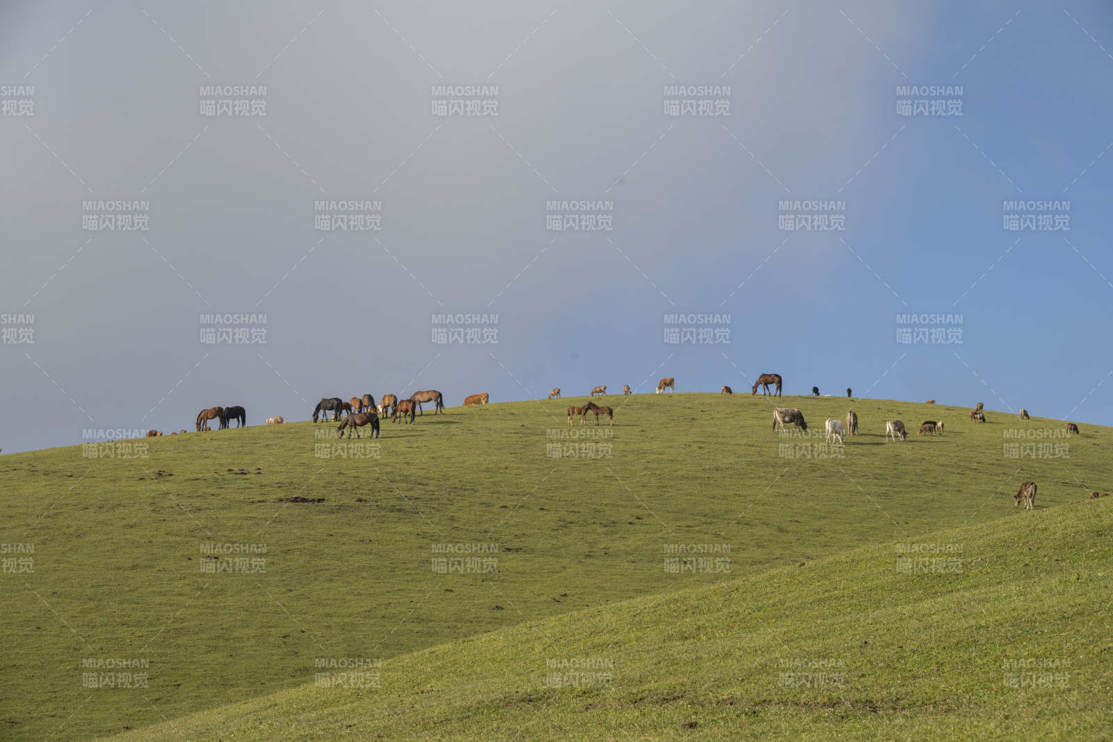 草原上的马群图片