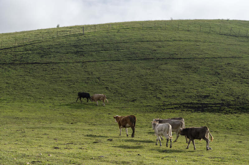 绿野牧牛图图片