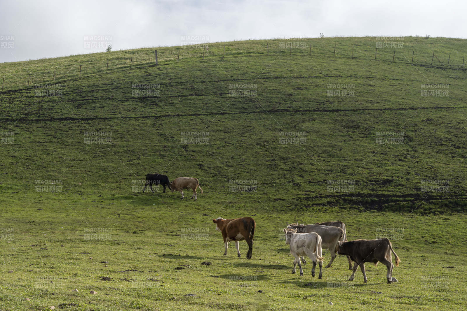 绿野牧牛图图片