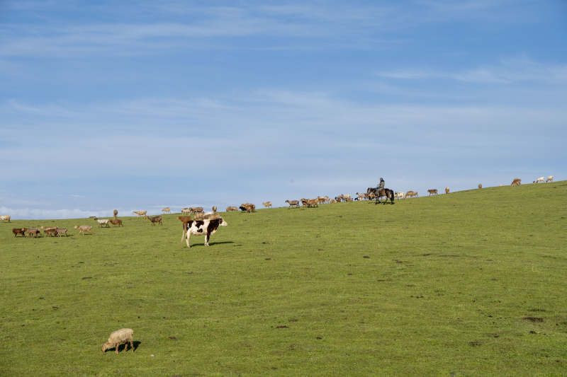 绿野牧牛图图片