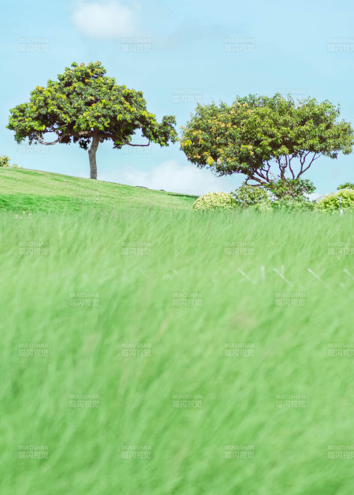 蓝天下公园里的绿草与树图片