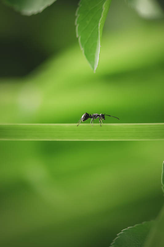 绿叶上的蚂蚁图片