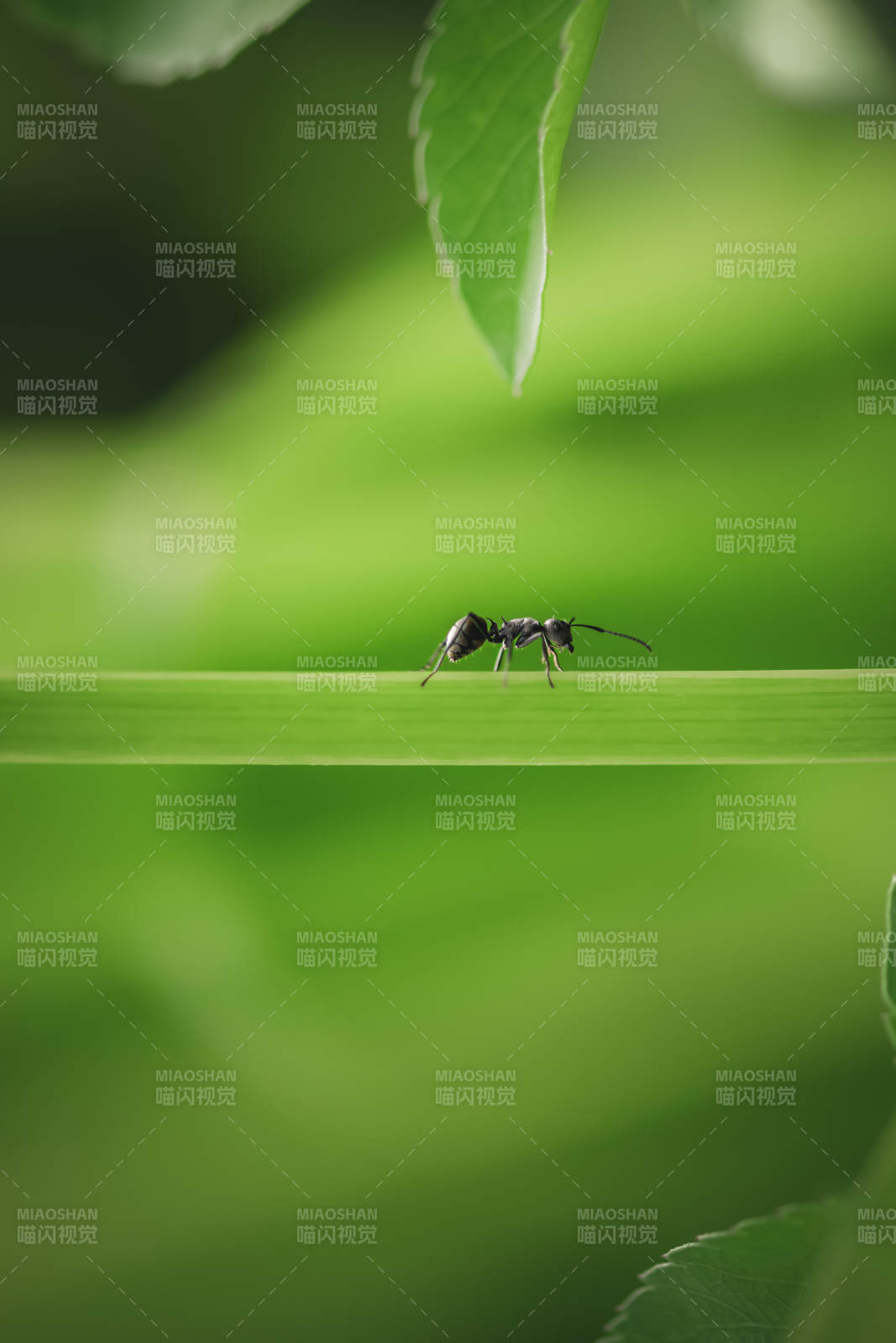 绿叶上的蚂蚁图片