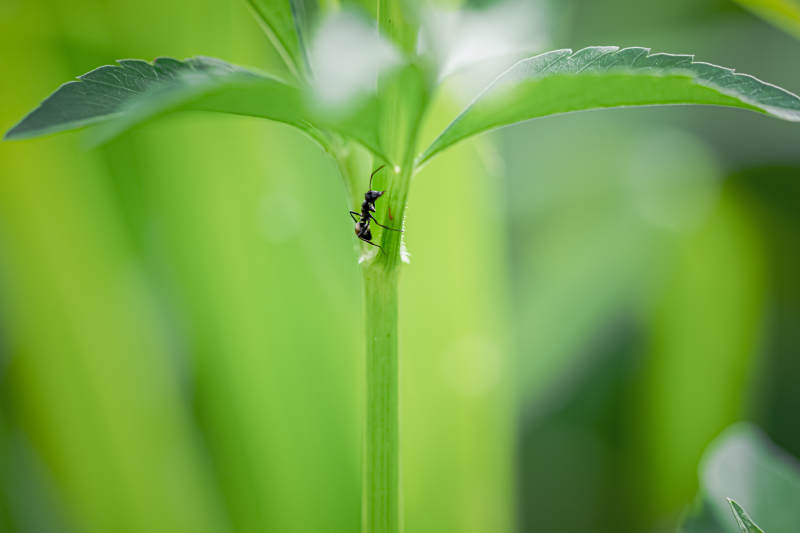 蚂蚁攀爬绿叶图片