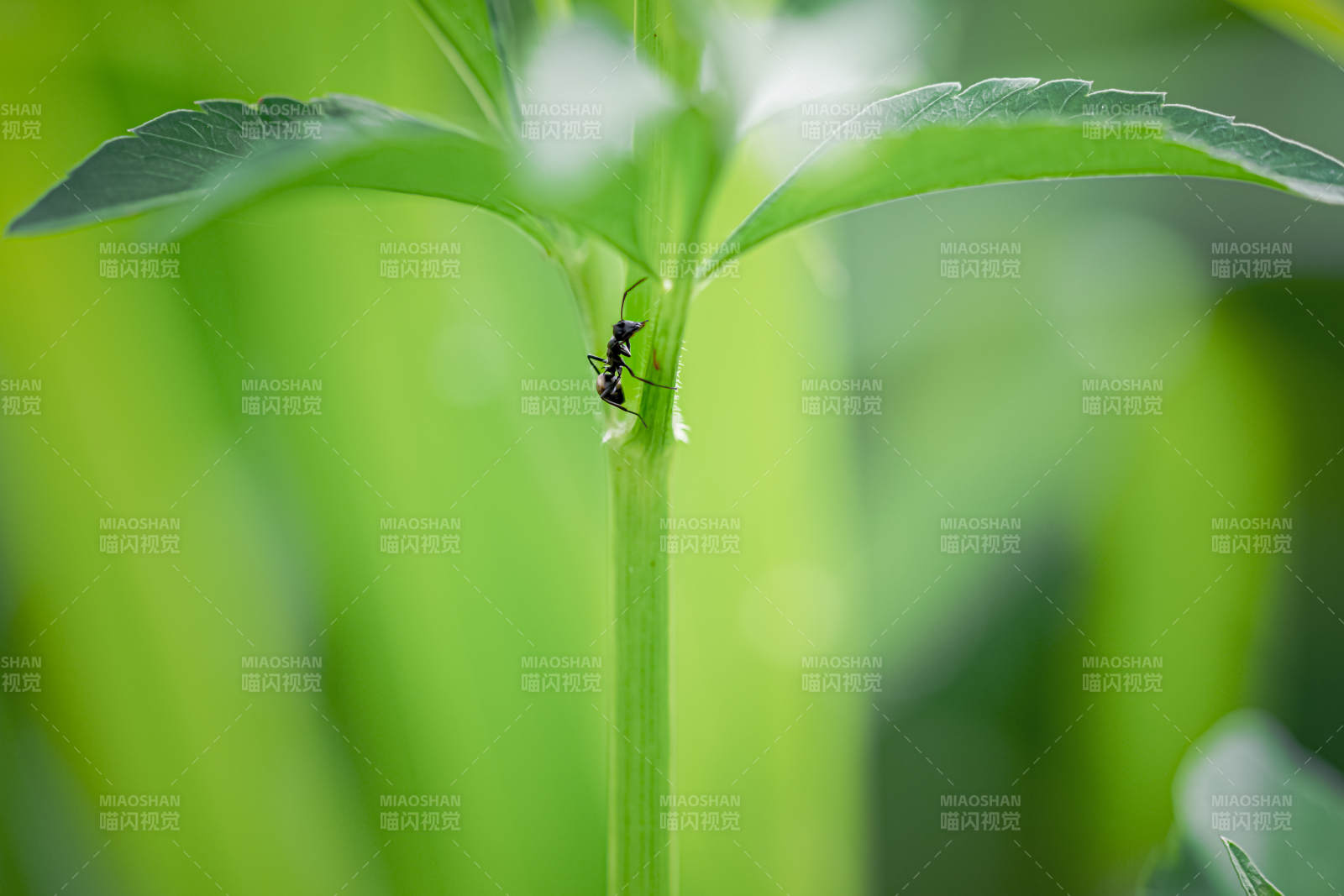 蚂蚁攀爬绿叶图片