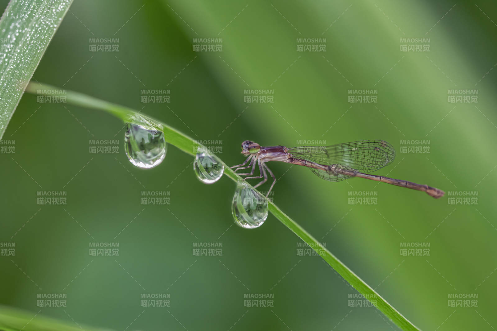 露珠上的蜻蜓图片