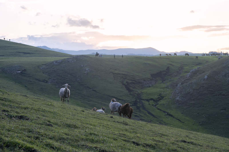草原羊群暮色中图片