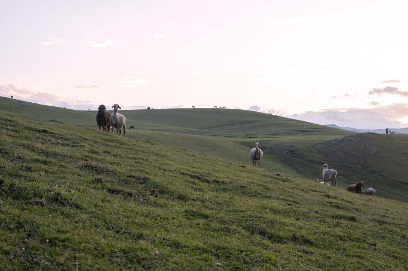 草原上的羊群图片