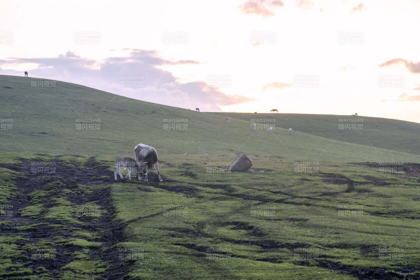 草原上的羊群图片