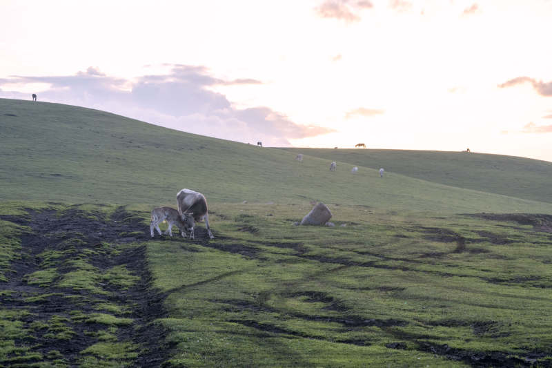 草原上的羊群图片