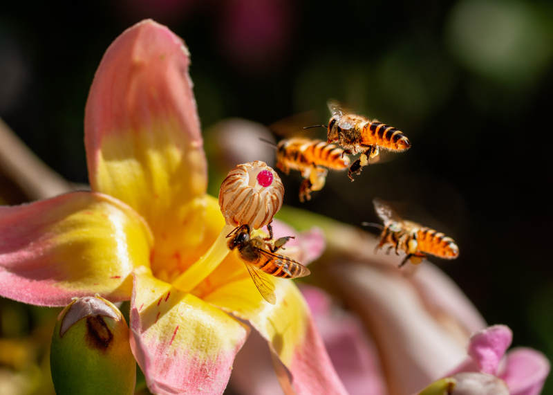 蜜蜂采蜜花丛中图片
