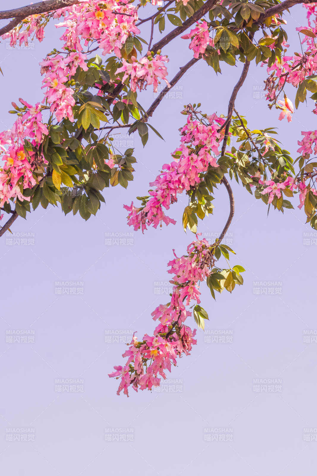 粉色异木棉花垂枝春意浓图片