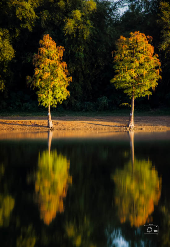 秋水映双树图片