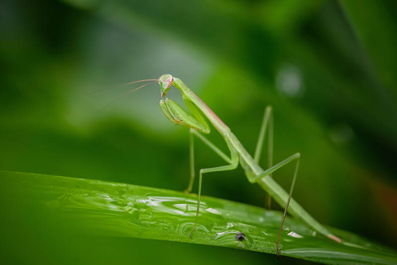绿螳螂栖叶尖图片