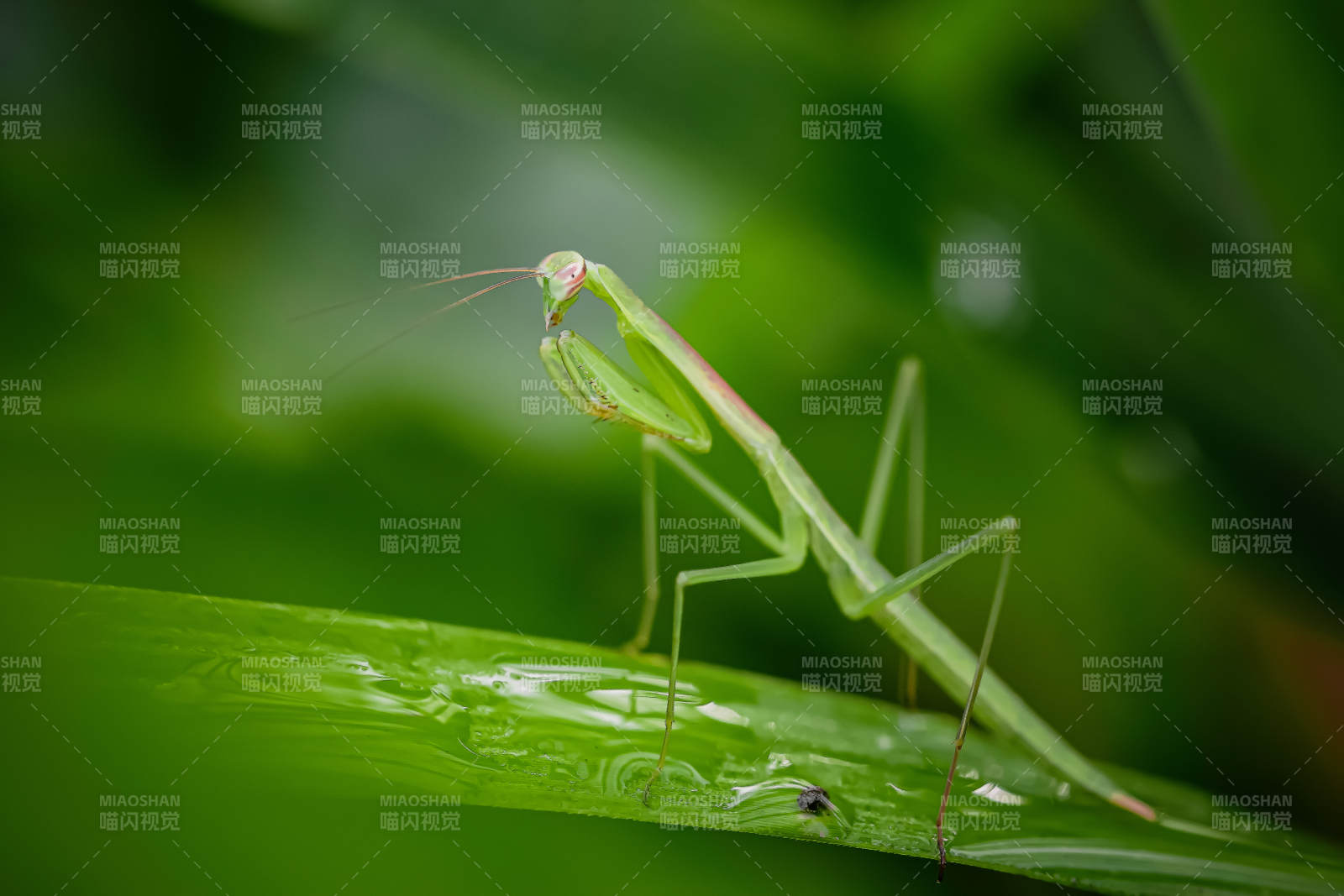 绿螳螂栖叶尖图片