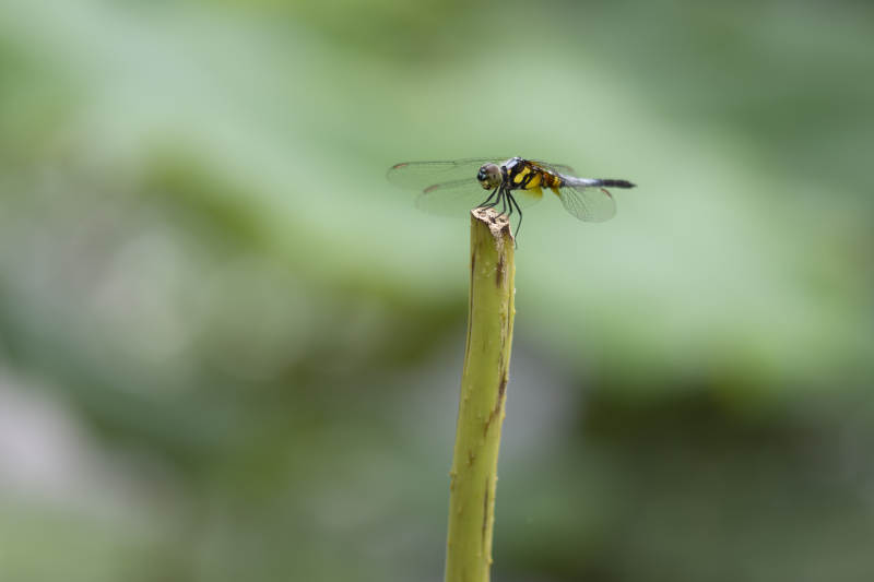 蜻蜓栖息枝头图片