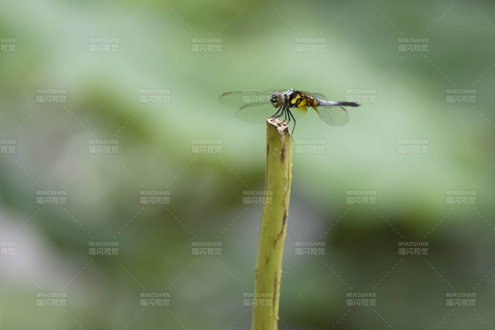 蜻蜓栖息枝头图片