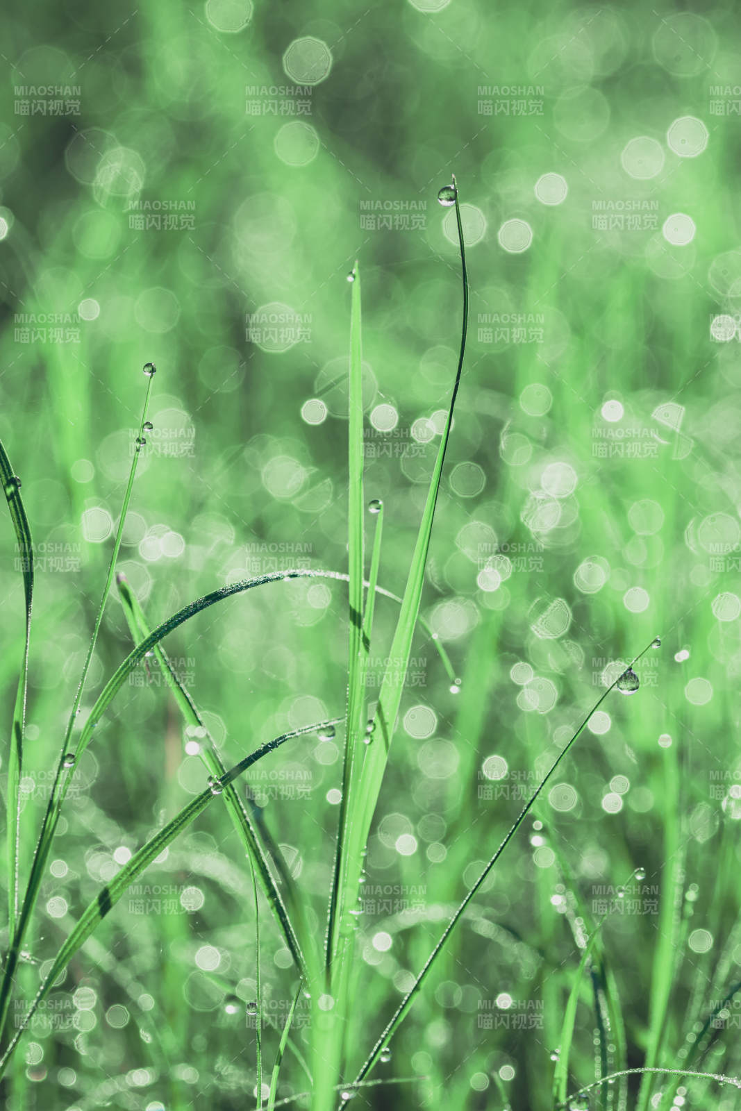 晨露草尖图片