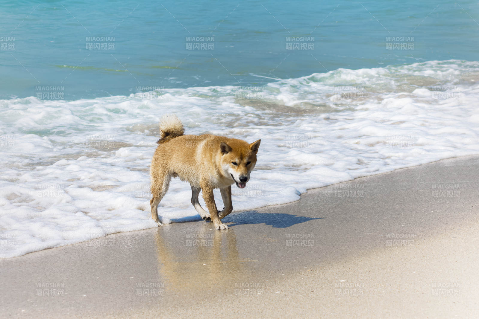 沙滩上的柴犬图片