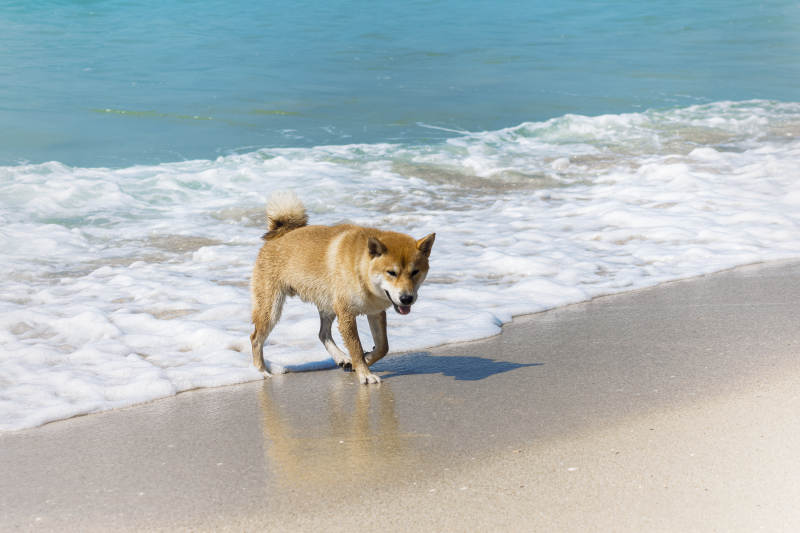 沙滩上的柴犬图片