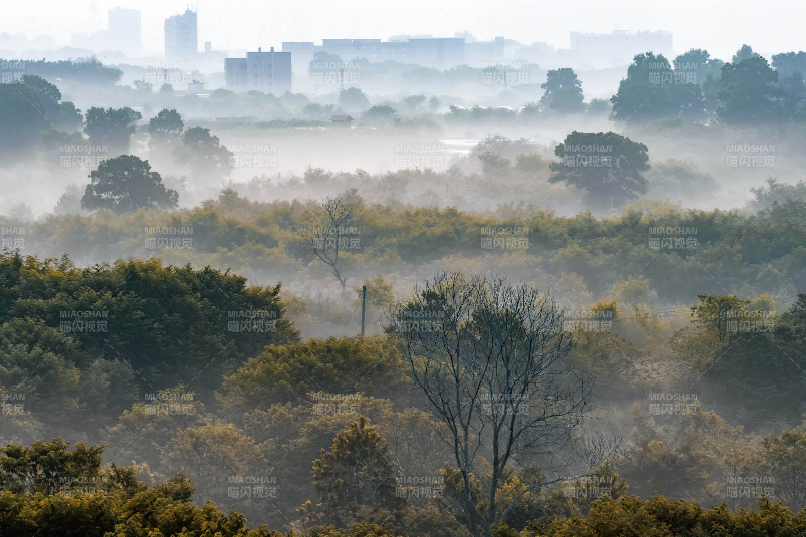 晨雾中的深圳城市森林图片