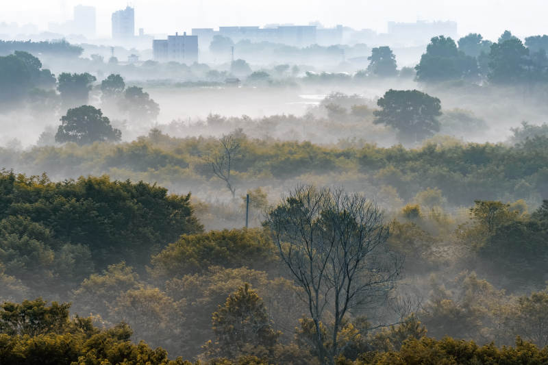 晨雾中的城市森林图片