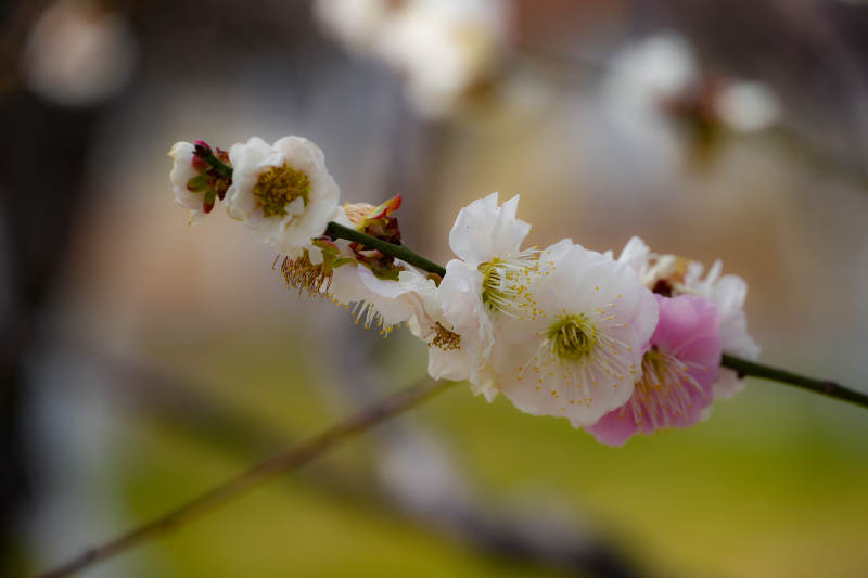 梅花绽放枝头图片