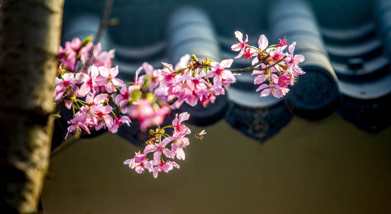 樱花绽放屋檐下图片