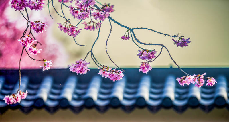 樱花映瓦檐图片