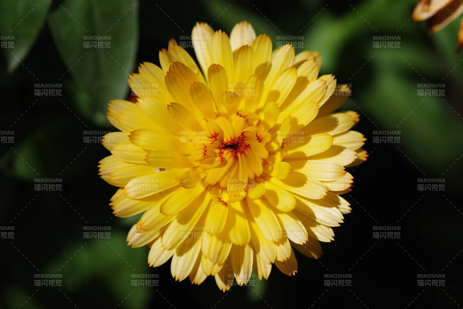 金盏花绽放图片