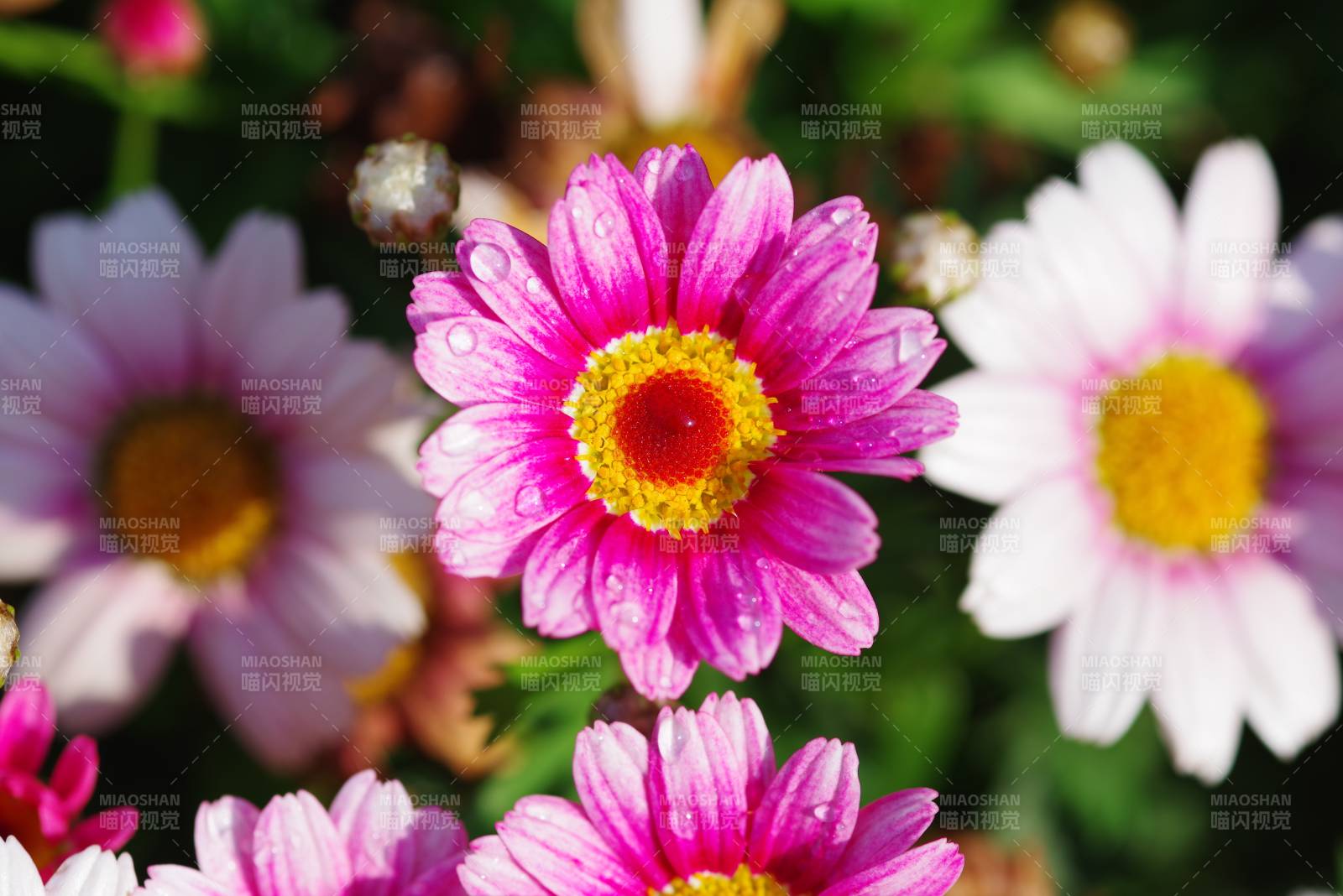 粉白雏菊绽放图片