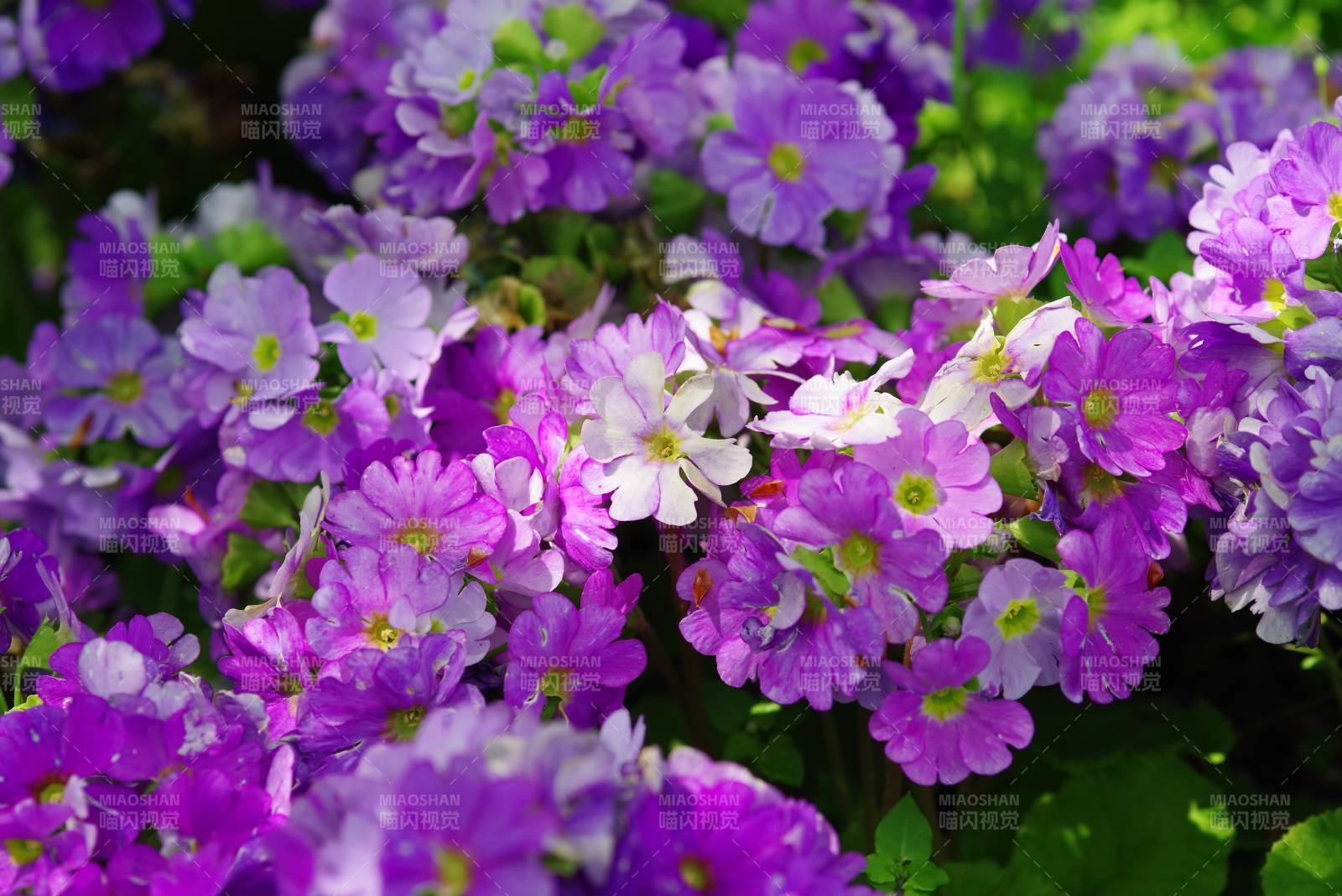 紫花绽放春意浓图片