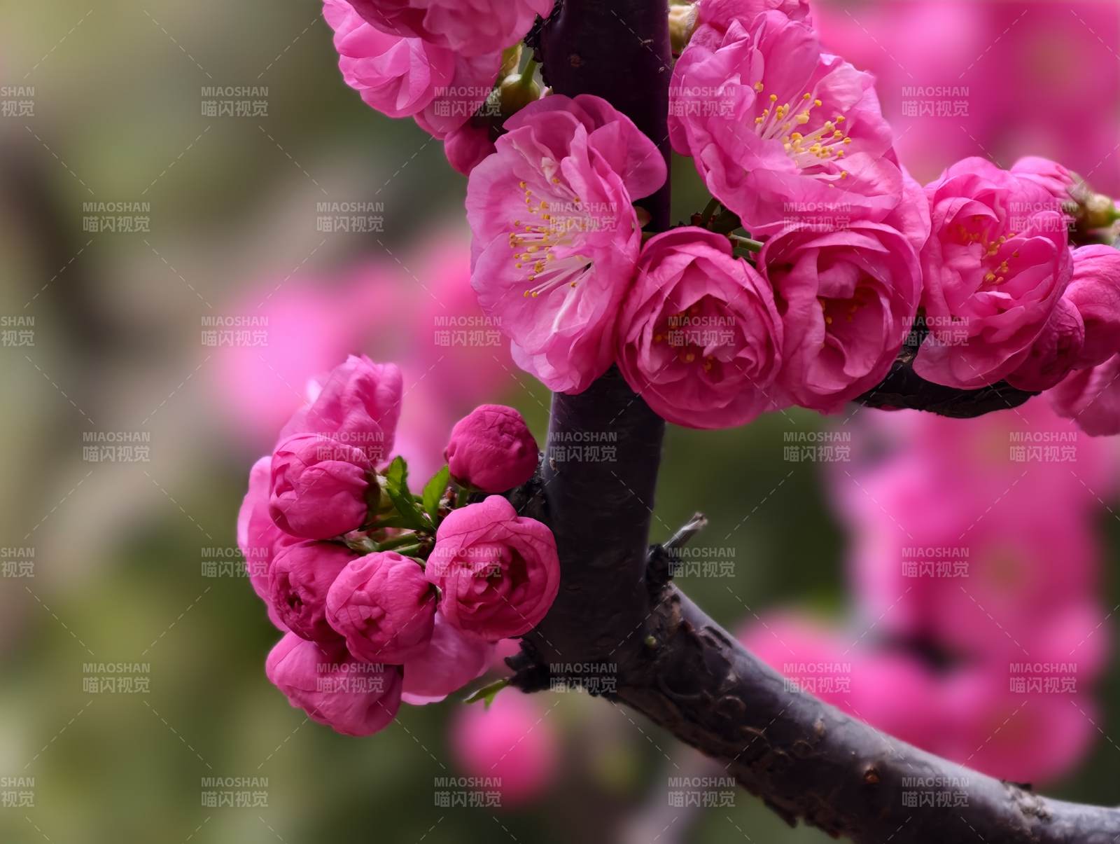 粉红梅花绽放枝头图片