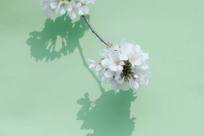 樱花绽放影图片