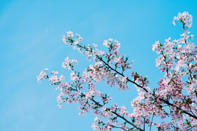 樱花绽放蓝天图片