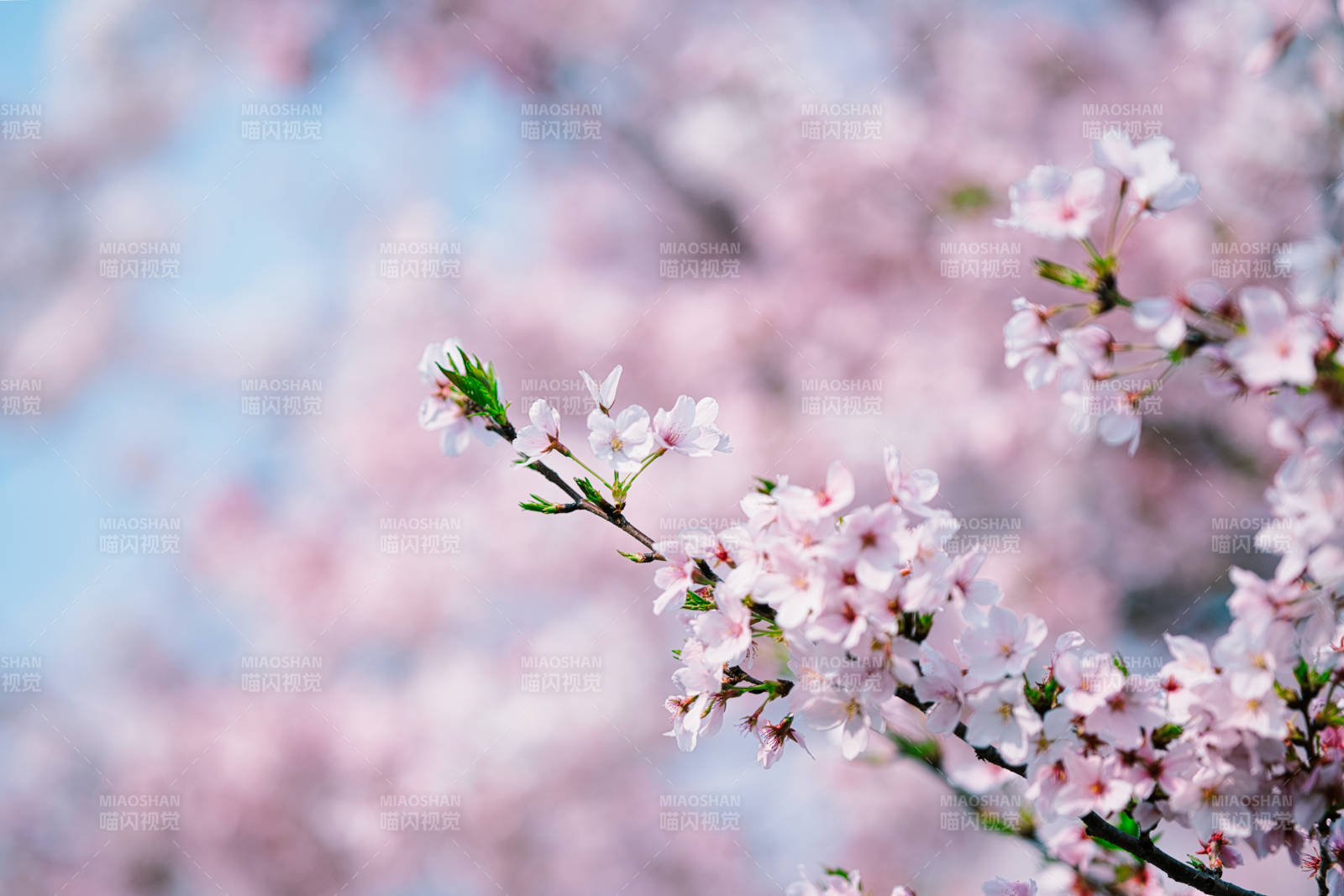 樱花绽放春意浓图片