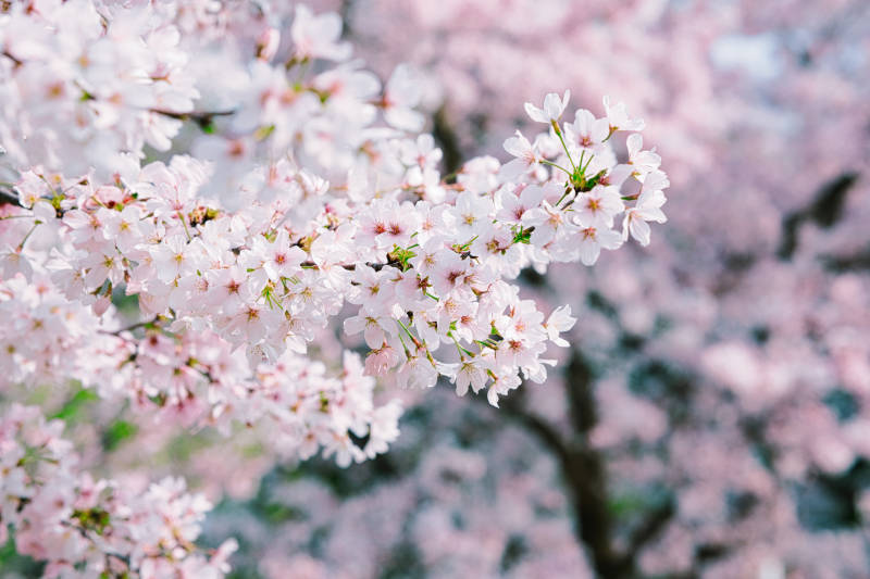 樱花绽放春意浓图片