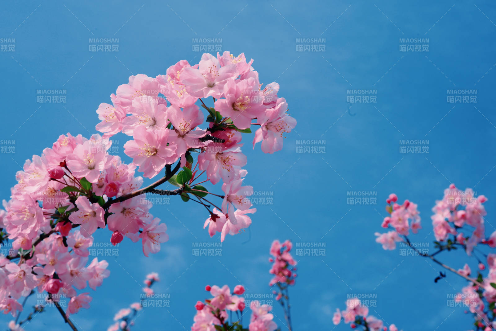 樱花绽放蓝天图片