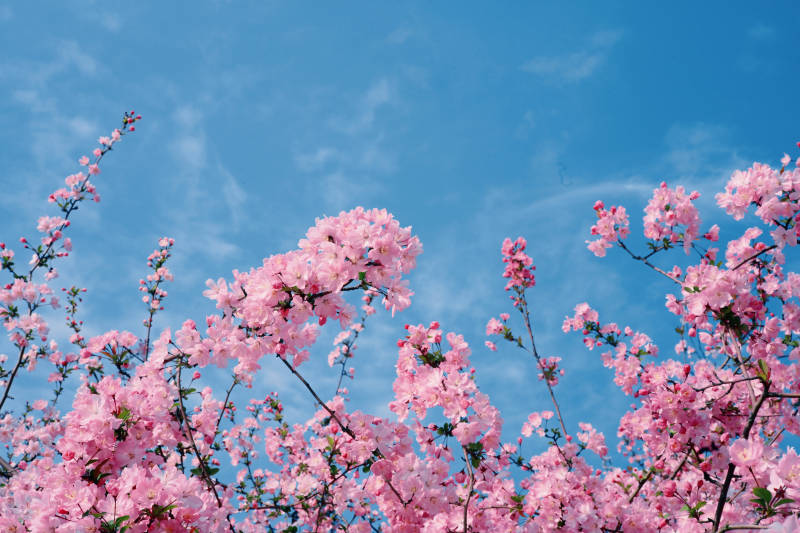 樱花绽放 春意盎然图片