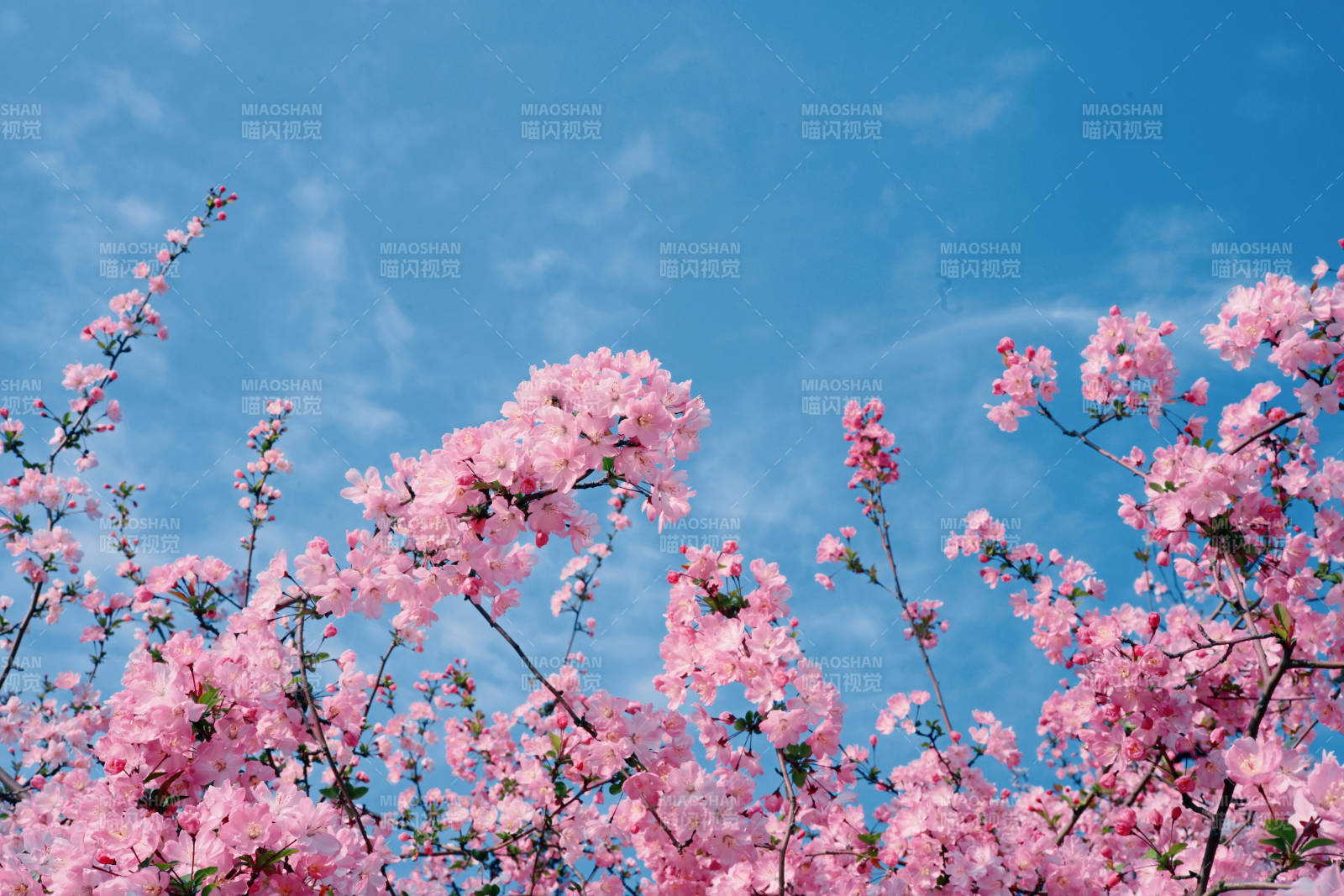 樱花绽放 春意盎然图片