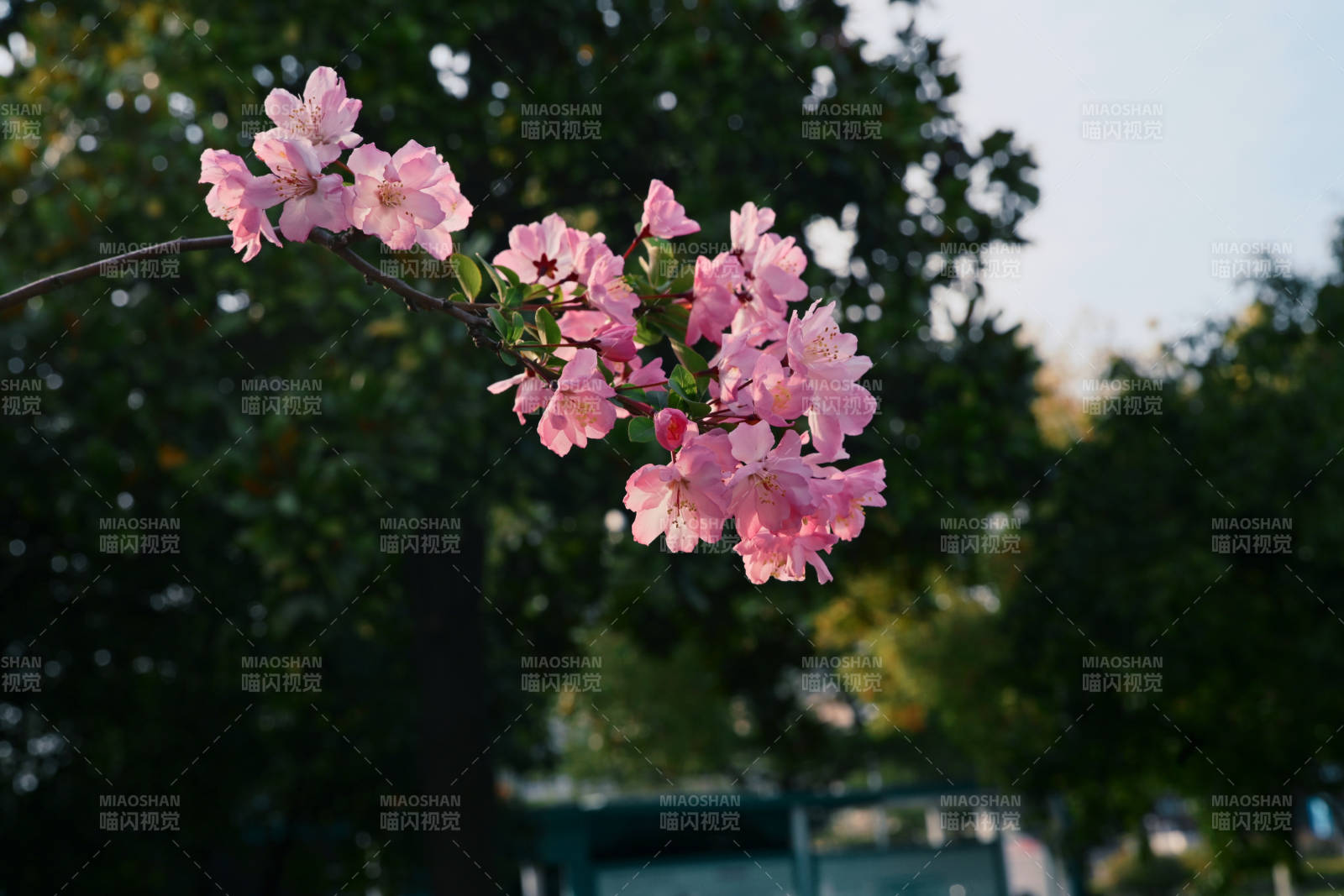 樱花绽放枝头图片